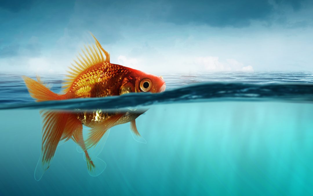 The Goldfish Fallacy: Making B2B Campaigns Stand Out To Selective Buyers