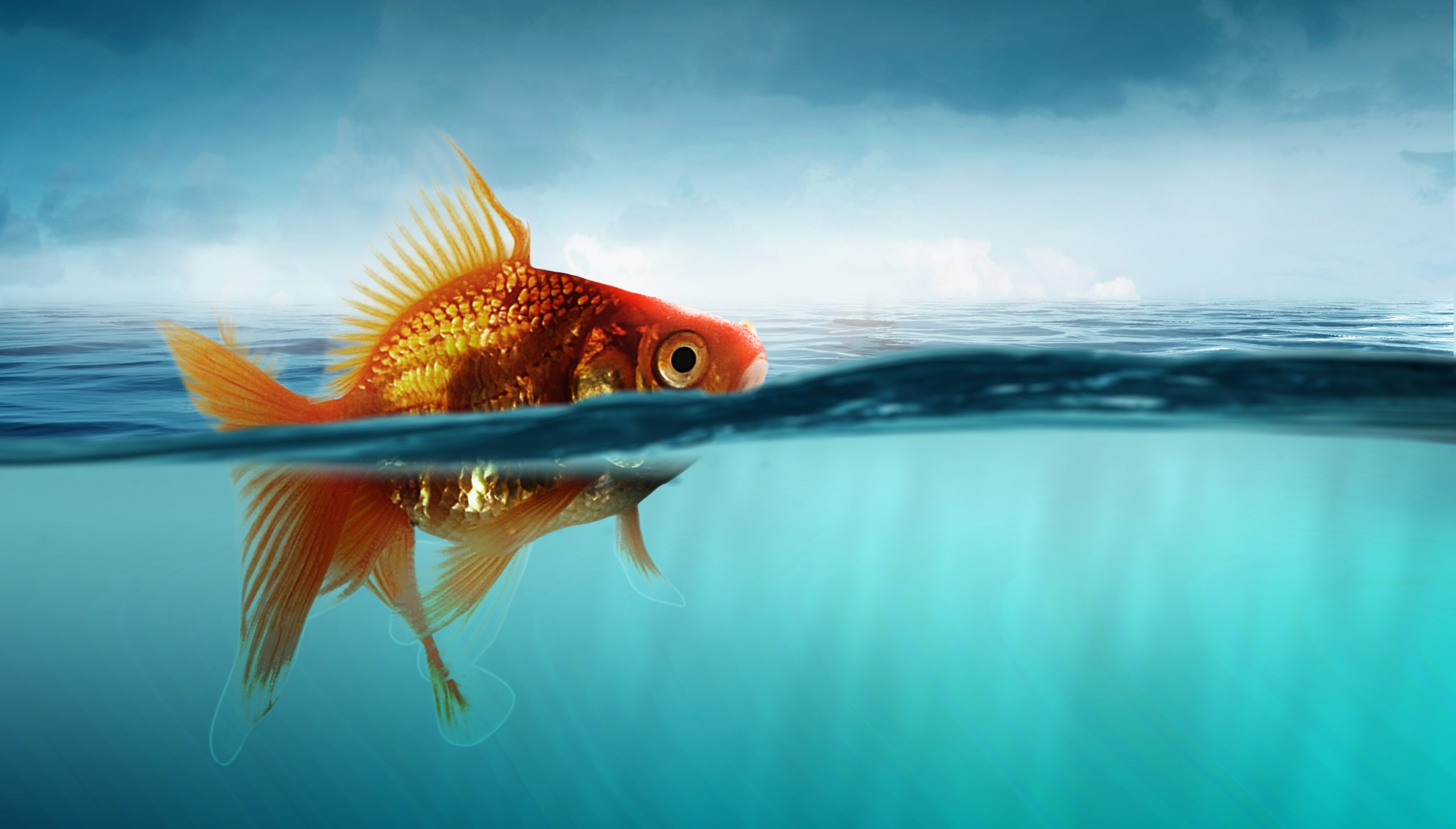 The Goldfish Fallacy: Making B2B Campaigns Stand Out To Selective Buyers